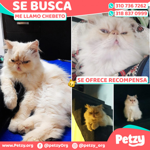 Foto de mascota Chebeto