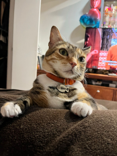 Lola