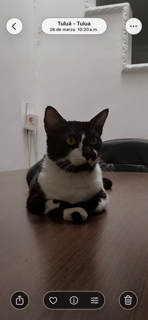 Pedro José