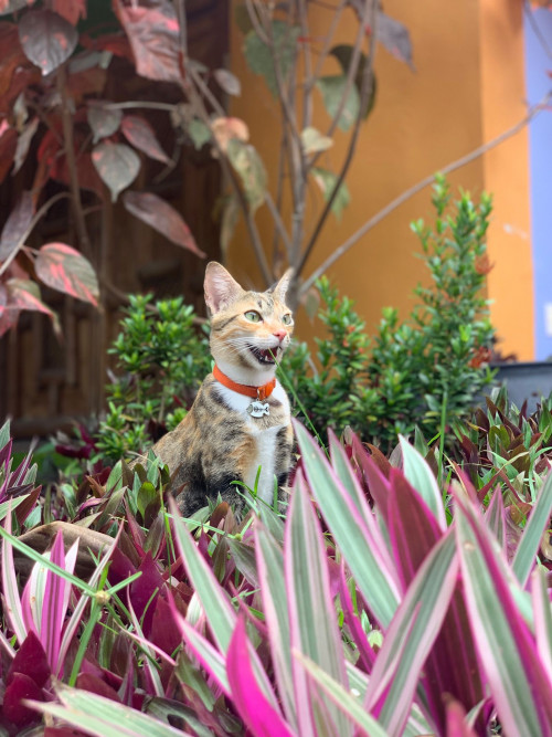 Lola