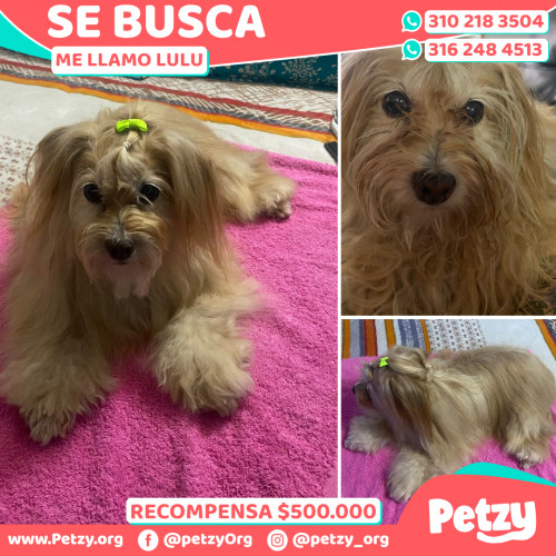 Foto de mascota Lulu