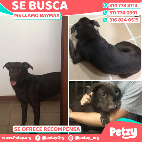 Foto de mascota Baymax