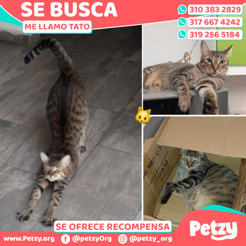 Foto de mascota Tato