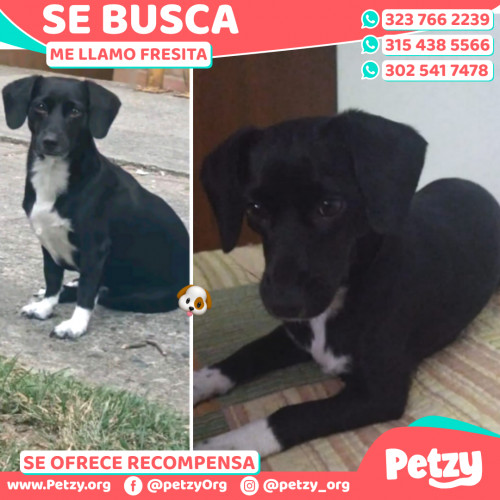 Foto de mascota Fresita