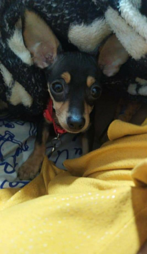 Coquito