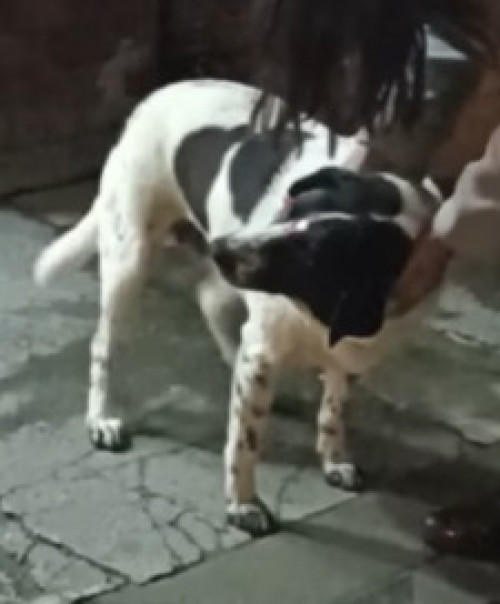 Pequita