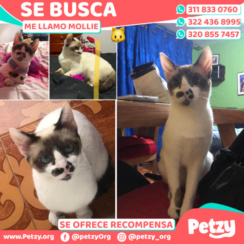 Foto de mascota Mollie