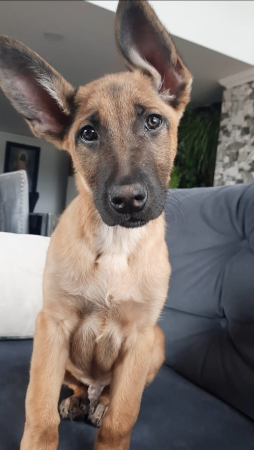 Ares