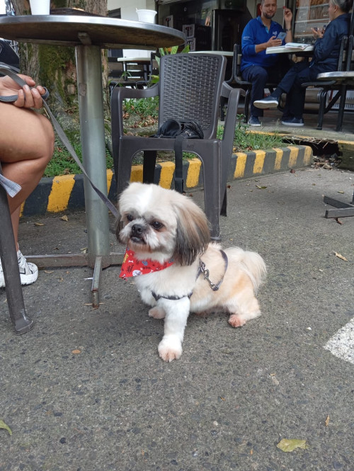 Loky