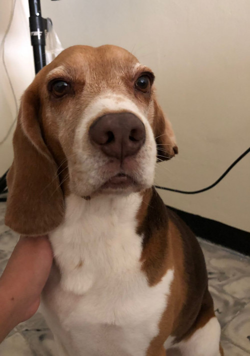 Manolo