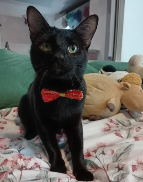 Milo