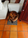 Foto de Kenya en Villa de Leyva Boyacá #0