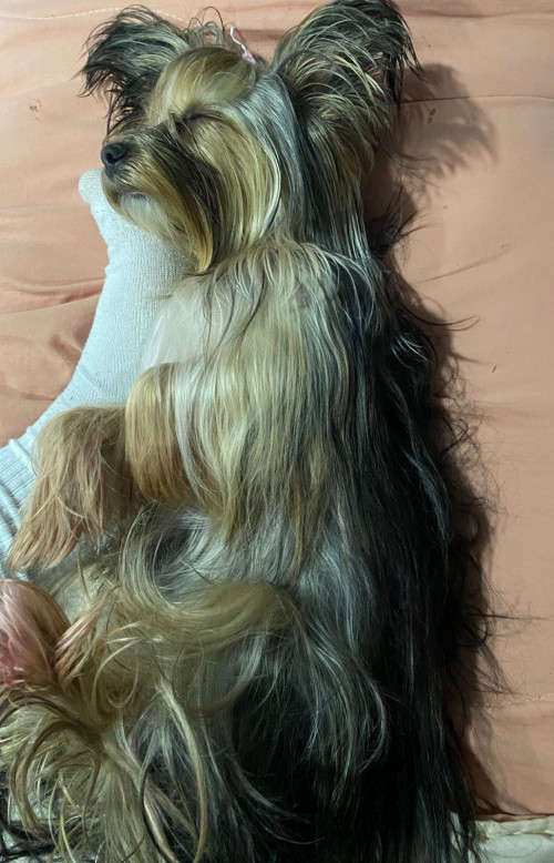 Lulú