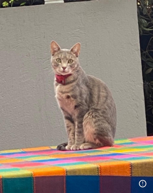 Cosmo