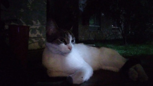 Michu
