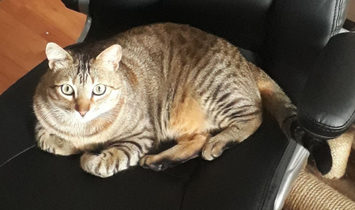 Benjamín