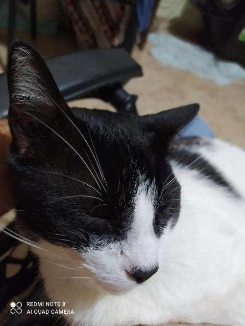 Simon