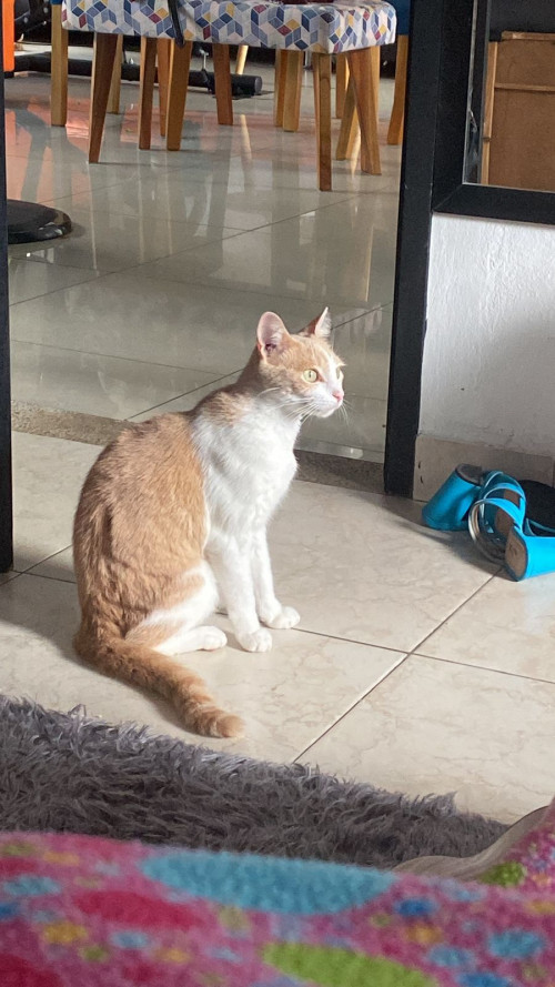 Misifus