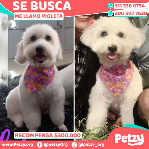 Foto de mascota Violeta