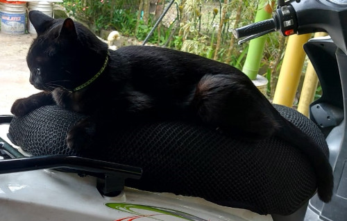 Negrito