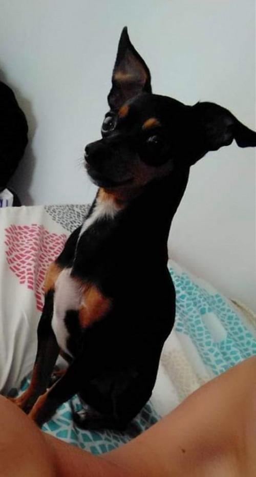 Toby 