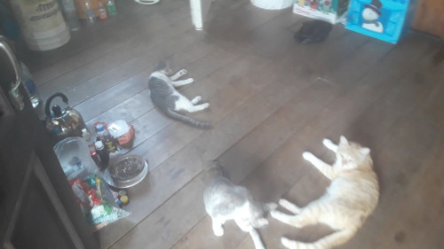 Beta, Salomon Y Amadeus