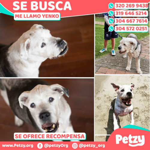 Foto de mascota Yenko