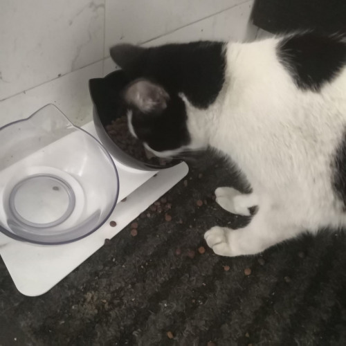 Gatito