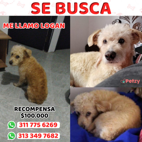Foto de mascota Logan