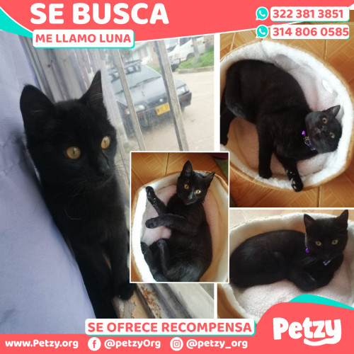 Foto de mascota Luna