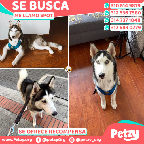 Foto de mascota Spot