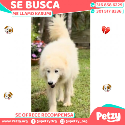 Foto de mascota Kasumi