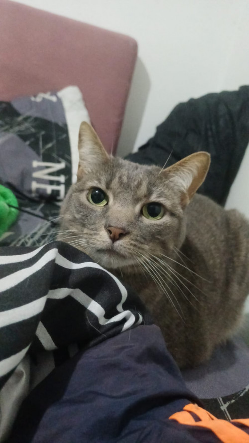 Bimba