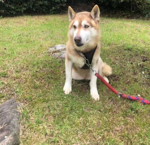 Balto