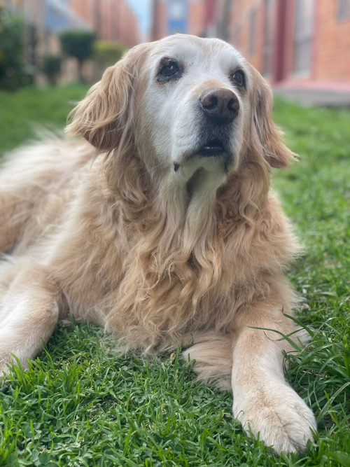 Malú