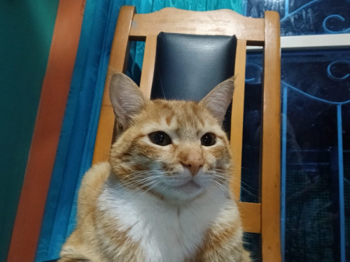 Garfield