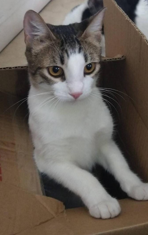 Mili