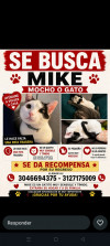 Foto de Mike en Medellín Antioquia #0