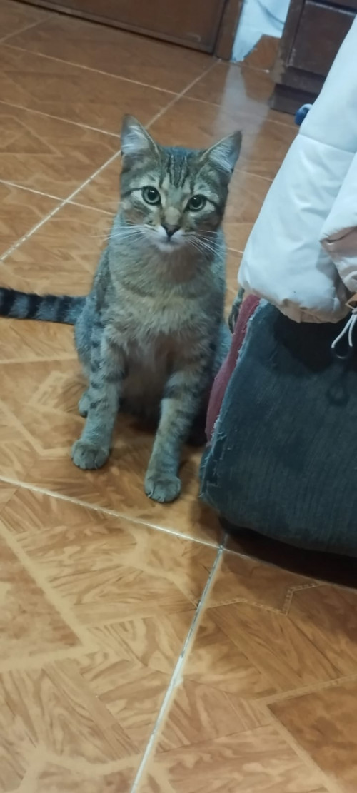 Loky