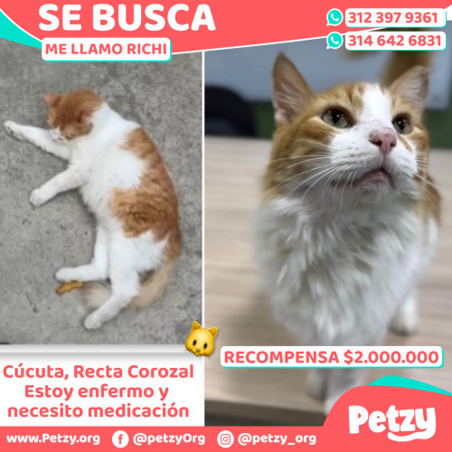 Foto de mascota Richi