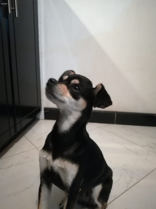 Lulu