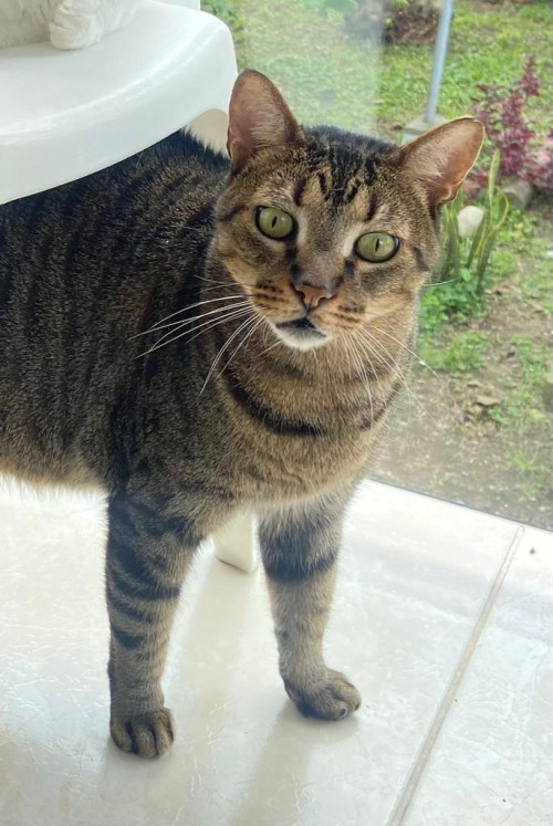 Felix