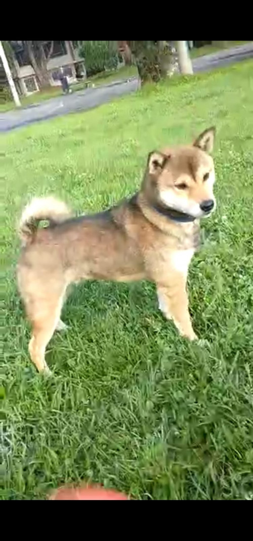 Hatchi 