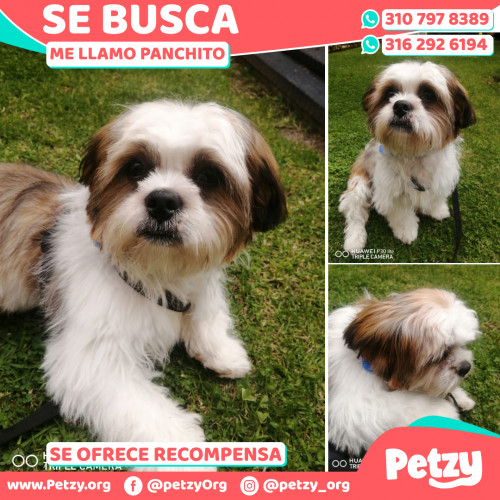 Foto de mascota Panchito