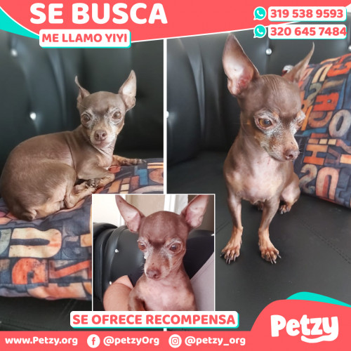 Foto de mascota Yiyi