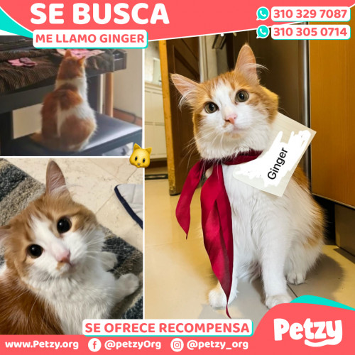 Foto de mascota Ginger