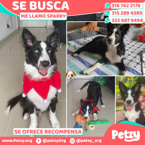 Foto de mascota Sparky