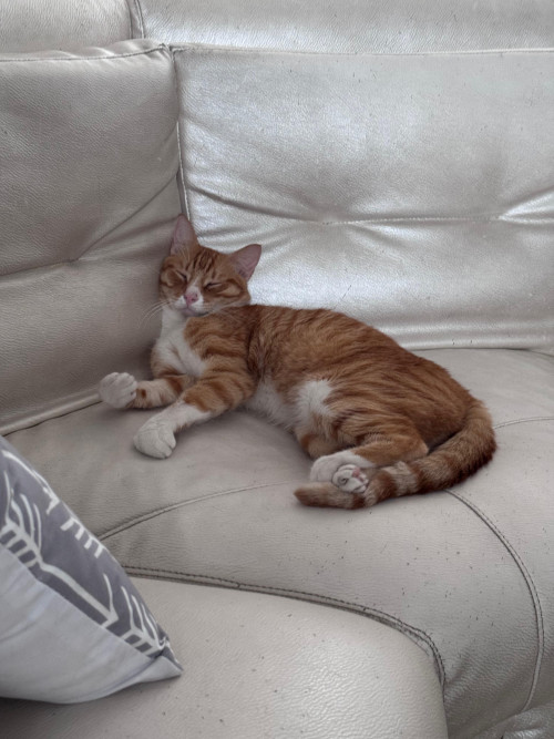 Simba