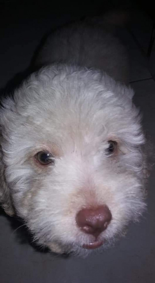 Lucas