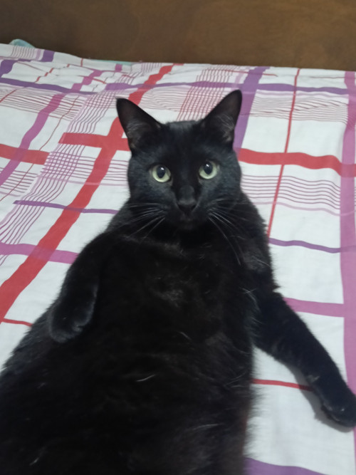 Luci
